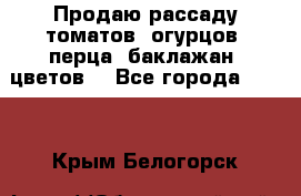 Продаю рассаду томатов, огурцов, перца, баклажан, цветов  - Все города  »    . Крым,Белогорск